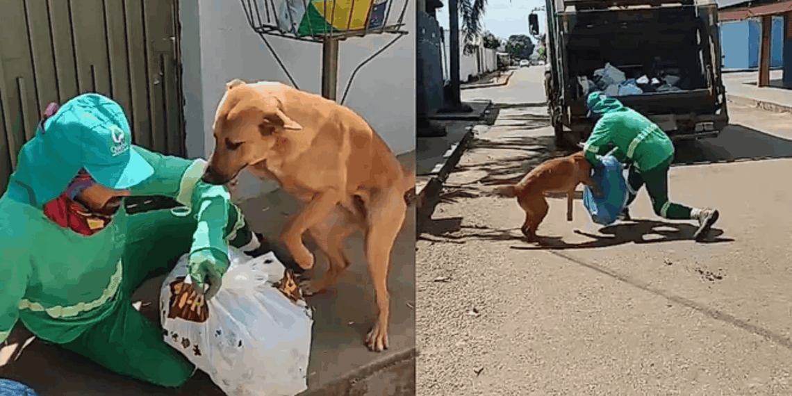 Cachorro caramelo em Anápolis acompanha caminhão de lixo diariamente para brincar de cabo de guerra com os garis e puxar as sacolas de entulho durante a rota