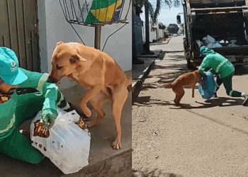 Cachorro caramelo em Anápolis acompanha caminhão de lixo diariamente para brincar de cabo de guerra com os garis e puxar as sacolas de entulho durante a rota