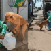 Cachorro caramelo em Anápolis acompanha caminhão de lixo diariamente para brincar de cabo de guerra com os garis e puxar as sacolas de entulho durante a rota