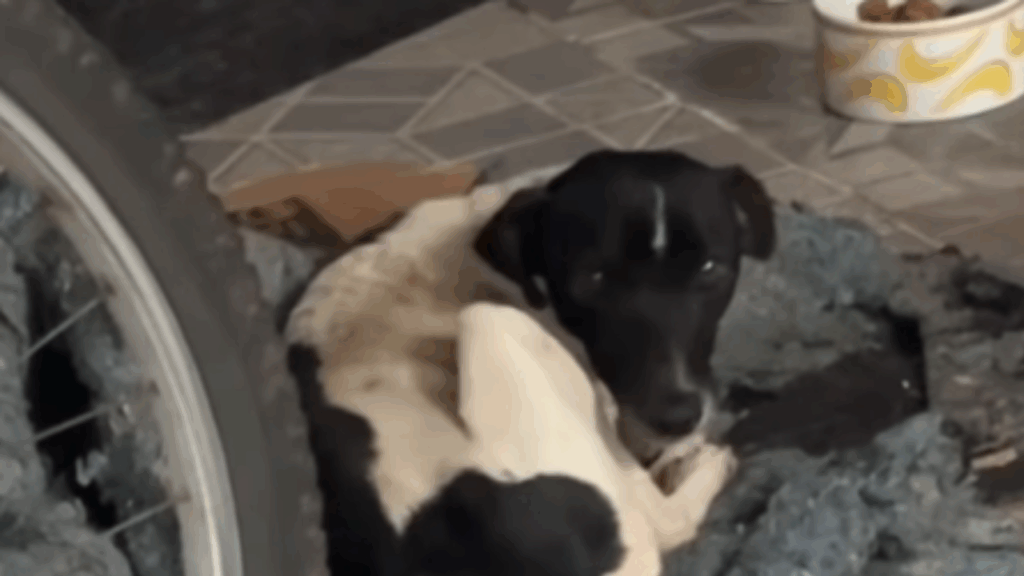 Fisioterapeuta ouve gritaria na rua, interrompe atendimento e salva cãozinho: "Família aumentou"