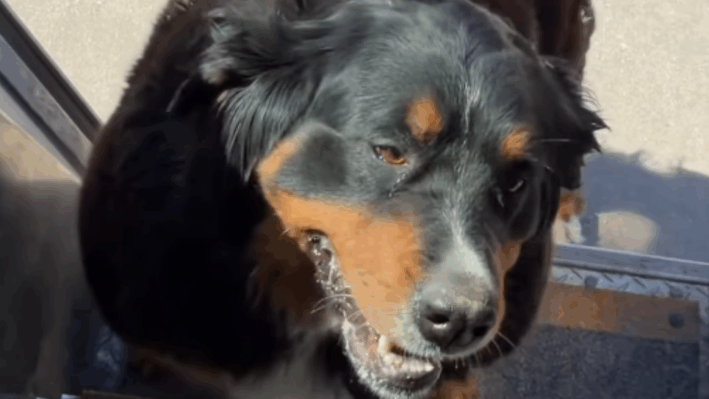 “O melhor amigo dos cães”: entregador viraliza ao pausar entregas para brincar com pets