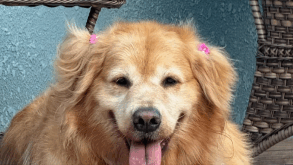 Winnie não podia caminhar por conta própria, mas bastou a chegada de Marley para ganhar asas e correr o mundo