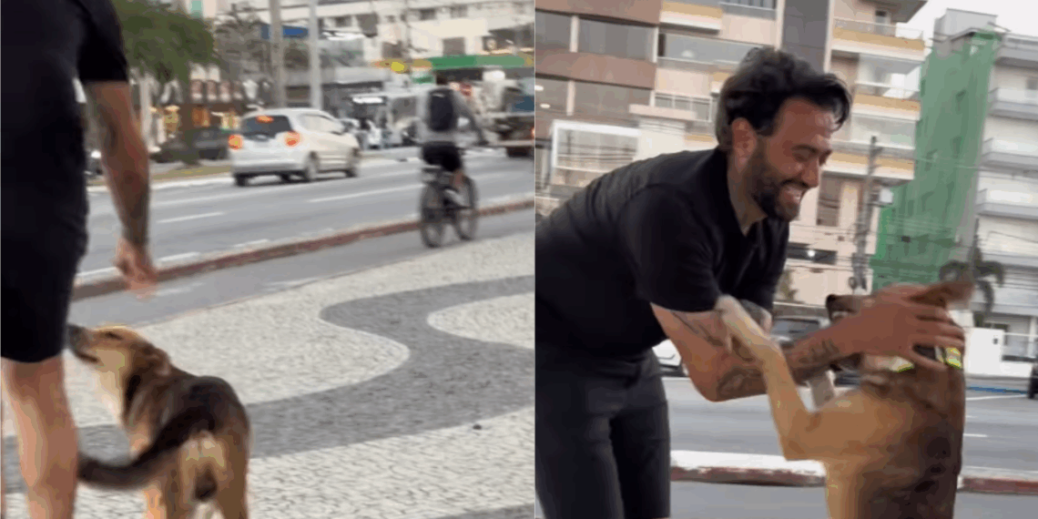 “Sinto que estou fazendo a minha parte”: ativista coloca coleiras refletivas em cães de rua e inspira projeto de lei