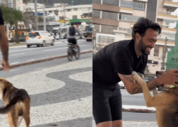 “Sinto que estou fazendo a minha parte”: ativista coloca coleiras refletivas em cães de rua e inspira projeto de lei