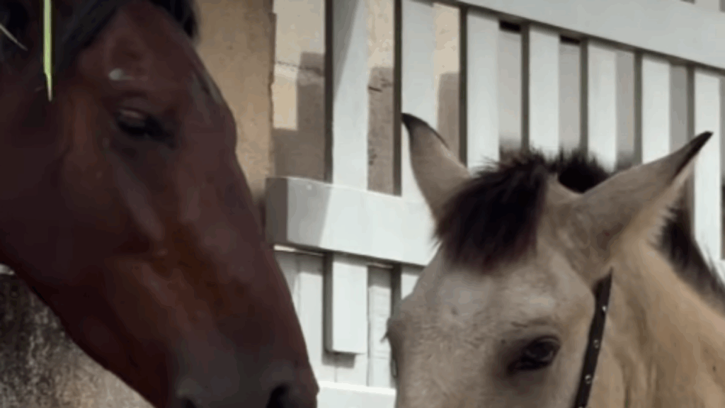 O pai do ano: Cavalo passa capim por cima de muro de concreto para alimentar o filho em cena emocionante
