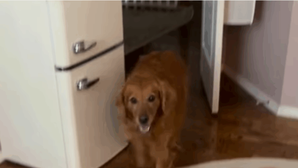 “Preciso de um desses”: Waffle, a golden retriever que canalizou sua energia para virar a assistente oficial de trocas de fralda da casa