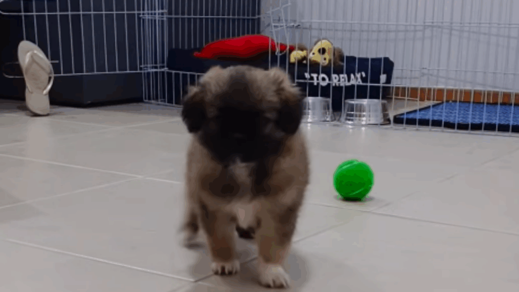 "Vida no campo e suas surpresas": mulher compra shih-tzu em Minas Gerais, mas cachorro cresce diferente e história viraliza na web
