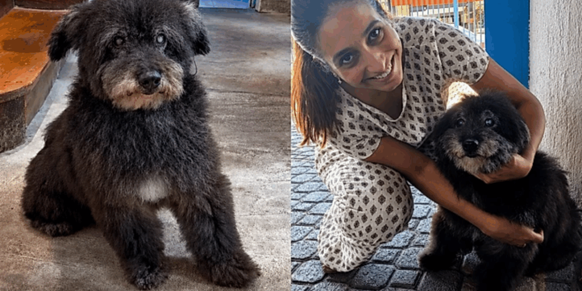 Após 12 anos de espera, cachorro mais velho do abrigo finalmente ouve o que sempre sonhou: "vamos para casa"