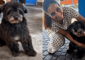 Após 12 anos de espera, cachorro mais velho do abrigo finalmente ouve o que sempre sonhou: "vamos para casa"
