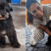 Após 12 anos de espera, cachorro mais velho do abrigo finalmente ouve o que sempre sonhou: "vamos para casa"
