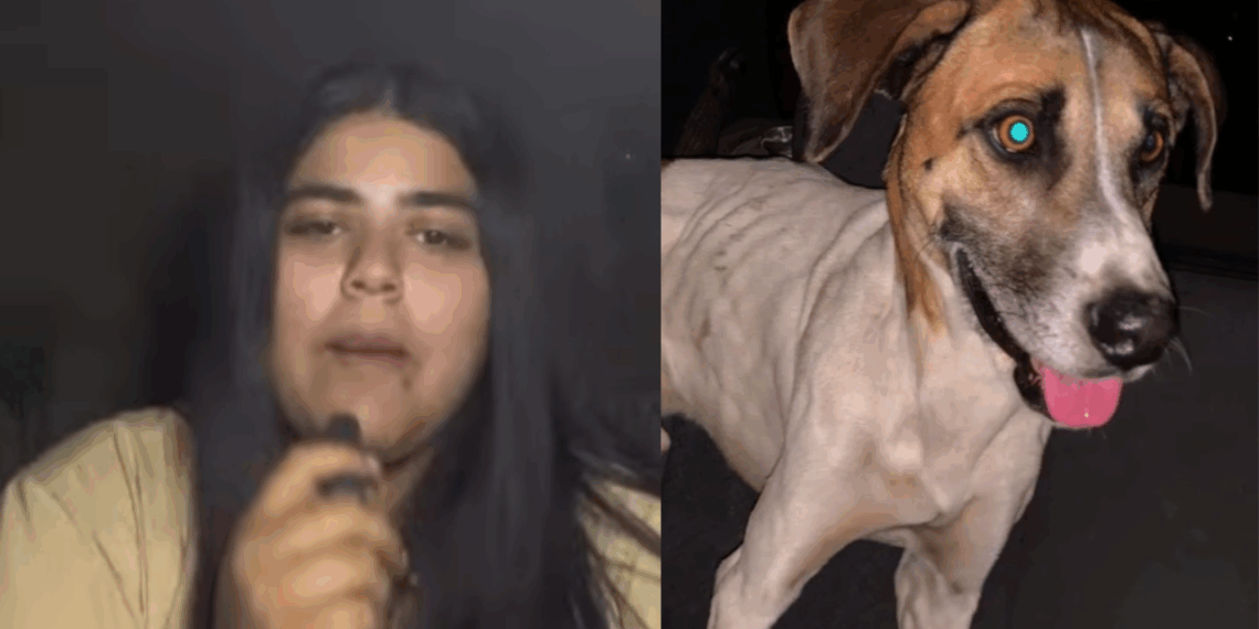 "Em 12 anos, nunca ouvi isso": protetora emociona ao relatar adoção de cão considerado 'inadotável' por abrigo