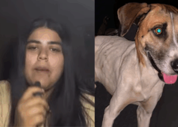 "Em 12 anos, nunca ouvi isso": protetora emociona ao relatar adoção de cão considerado 'inadotável' por abrigo
