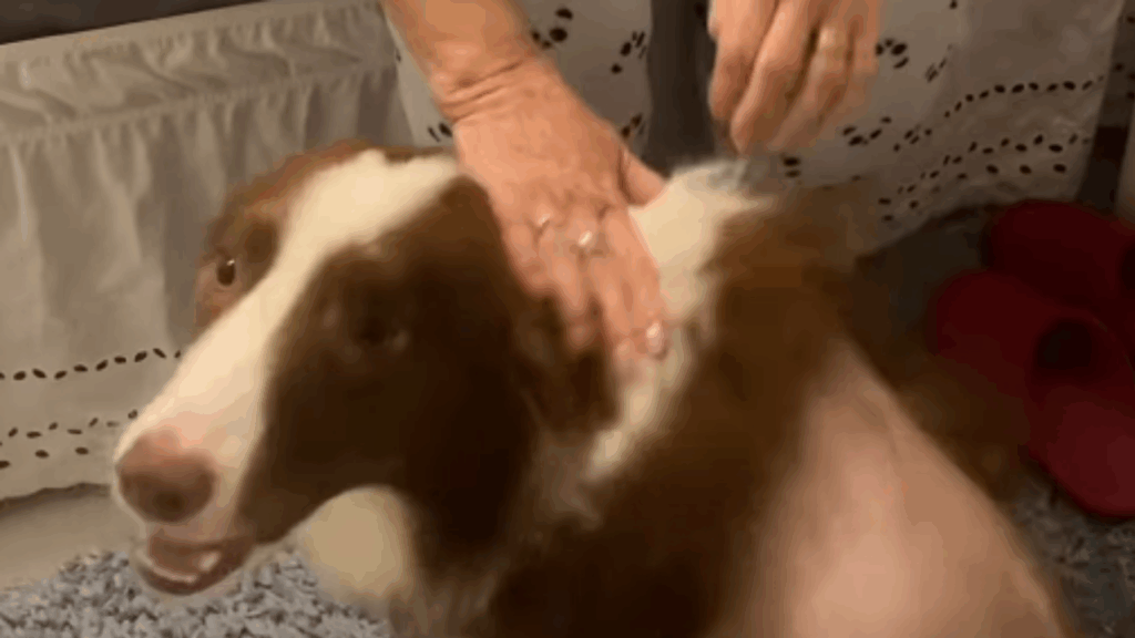 O reencontro emocionante de uma border collie que correu para o colo da tutora após 41 dias internada