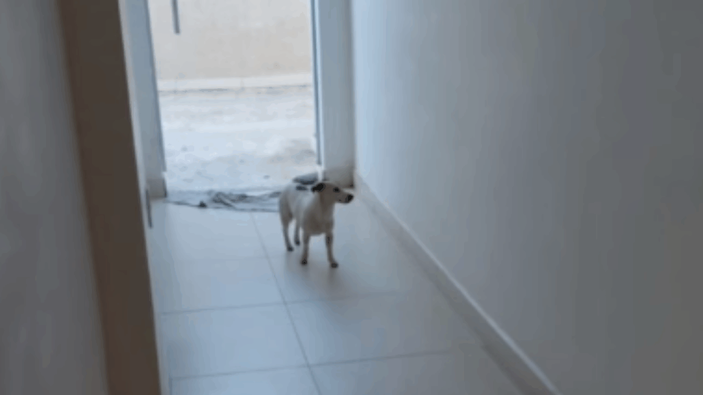 “A fujona oficial do condomínio”: Cachorrinha aventureira vira celebridade local e aterroriza a tutora toda vez que o celular apita