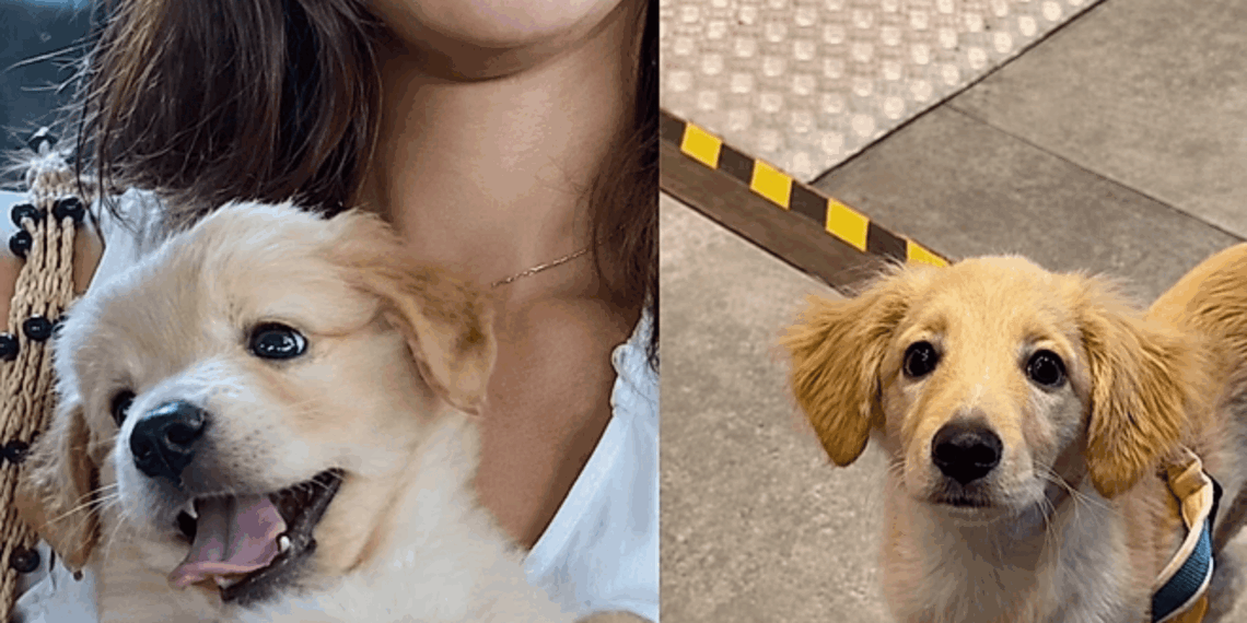 Filhote adotado como golden retriever revela traços de vira-lata ao crescer e viraliza nas redes após tutora mostrar rotina de afeto sem pedigree