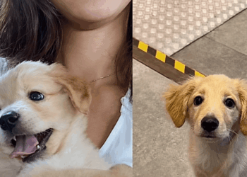 Filhote adotado como golden retriever revela traços de vira-lata ao crescer e viraliza nas redes após tutora mostrar rotina de afeto sem pedigree