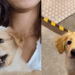Filhote adotado como golden retriever revela traços de vira-lata ao crescer e viraliza nas redes após tutora mostrar rotina de afeto sem pedigree