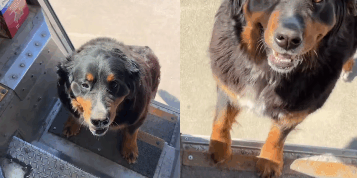 “O melhor amigo dos cães”: entregador viraliza ao pausar entregas para brincar com pets