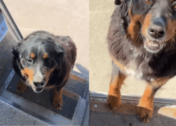 “O melhor amigo dos cães”: entregador viraliza ao pausar entregas para brincar com pets
