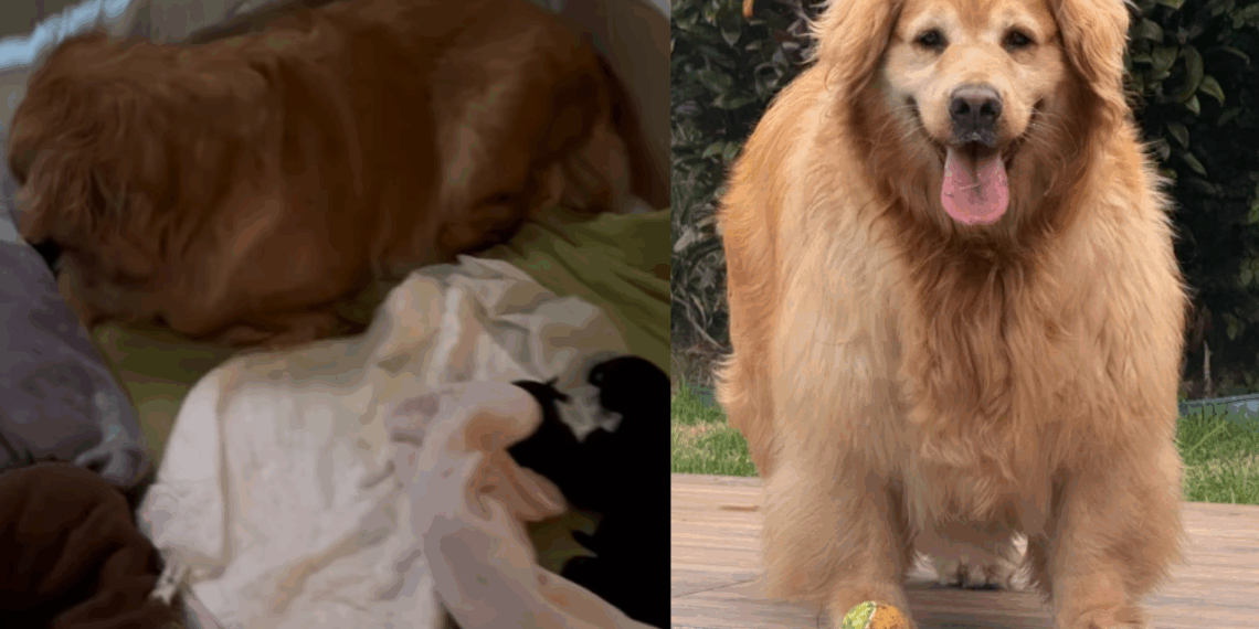 Winnie não podia caminhar por conta própria, mas bastou a chegada de Marley para ganhar asas e correr o mundo