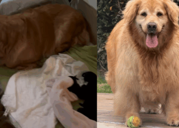 Winnie não podia caminhar por conta própria, mas bastou a chegada de Marley para ganhar asas e correr o mundo