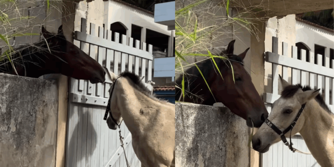 O pai do ano: Cavalo passa capim por cima de muro de concreto para alimentar o filho em cena emocionante