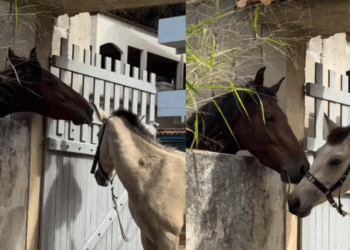O pai do ano: Cavalo passa capim por cima de muro de concreto para alimentar o filho em cena emocionante