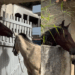 O pai do ano: Cavalo passa capim por cima de muro de concreto para alimentar o filho em cena emocionante