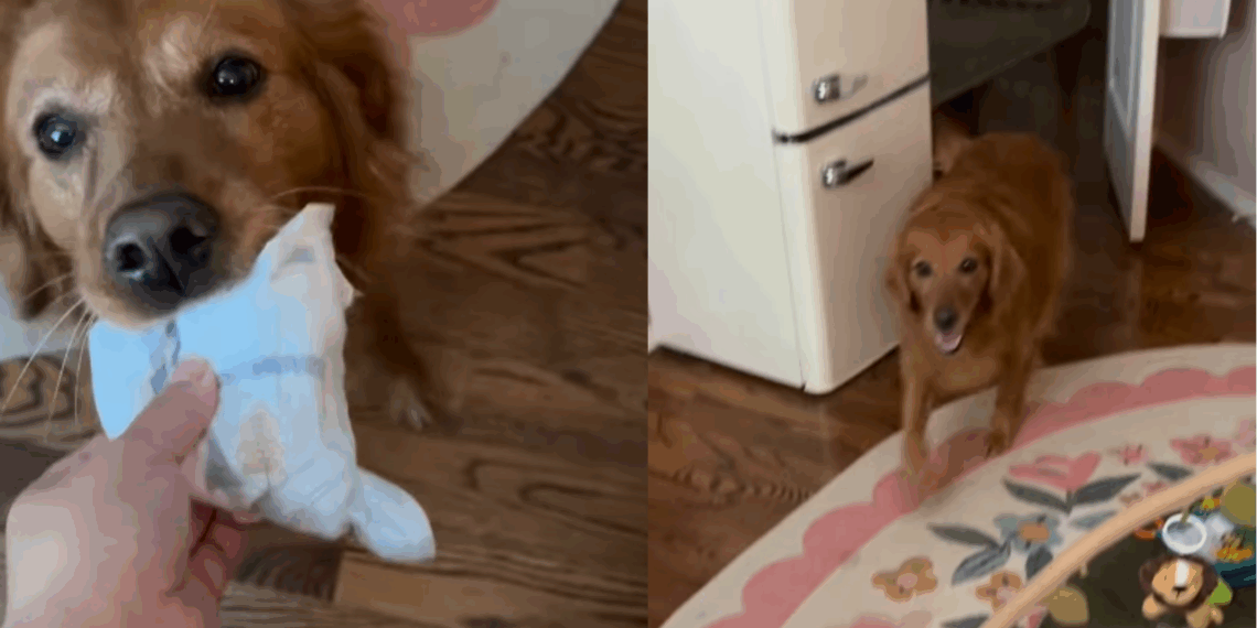 “Preciso de um desses”: Waffle, a golden retriever que canalizou sua energia para virar a assistente oficial de trocas de fralda da casa