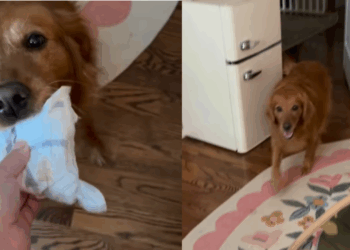 “Preciso de um desses”: Waffle, a golden retriever que canalizou sua energia para virar a assistente oficial de trocas de fralda da casa