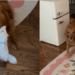 “Preciso de um desses”: Waffle, a golden retriever que canalizou sua energia para virar a assistente oficial de trocas de fralda da casa
