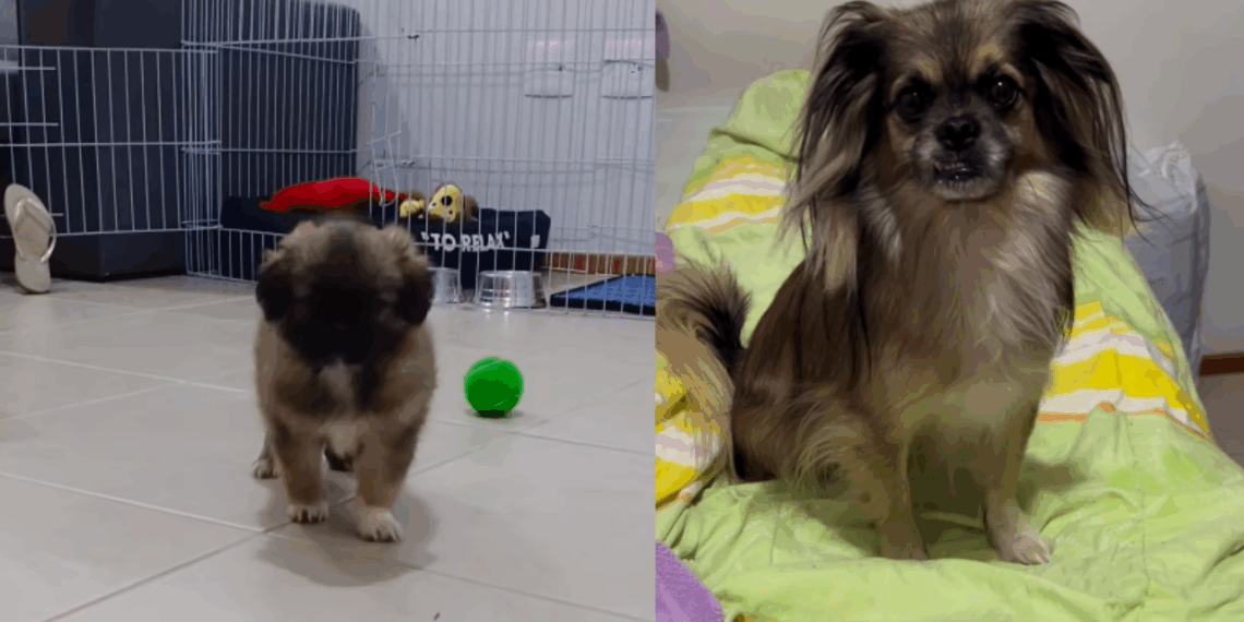 "Vida no campo e suas surpresas": mulher compra shih-tzu em Minas Gerais, mas cachorro cresce diferente e história viraliza na web
