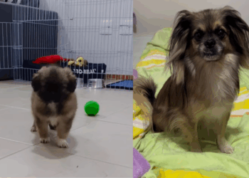 "Vida no campo e suas surpresas": mulher compra shih-tzu em Minas Gerais, mas cachorro cresce diferente e história viraliza na web