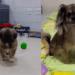 "Vida no campo e suas surpresas": mulher compra shih-tzu em Minas Gerais, mas cachorro cresce diferente e história viraliza na web