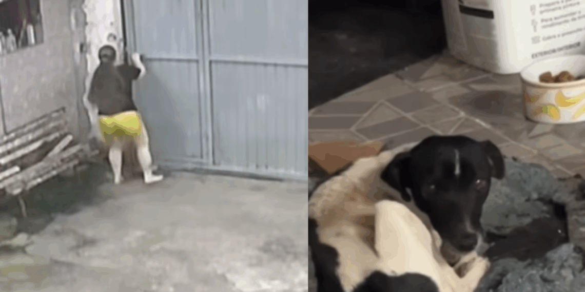 Fisioterapeuta ouve gritaria na rua, interrompe atendimento e salva cãozinho: "Família aumentou"