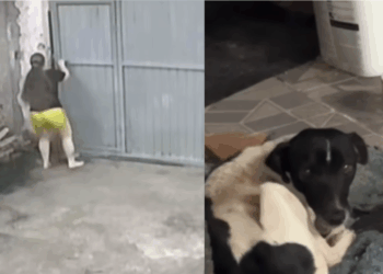 Fisioterapeuta ouve gritaria na rua, interrompe atendimento e salva cãozinho: "Família aumentou"