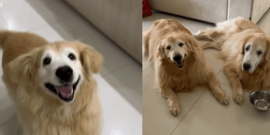 "A vida ganhou cores": golden com câncer e em luto renasce após chegada de filhote de corgi