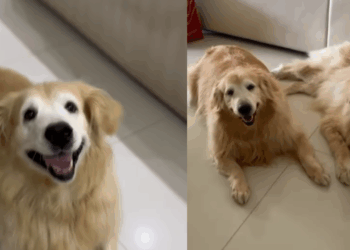 "A vida ganhou cores": golden com câncer e em luto renasce após chegada de filhote de corgi