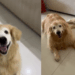 "A vida ganhou cores": golden com câncer e em luto renasce após chegada de filhote de corgi