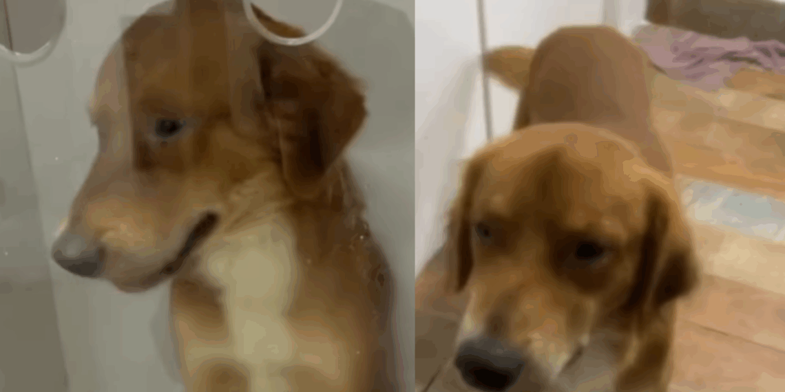 Descarte, doença e um milagre: a história do cão sem raça que chocou a internet