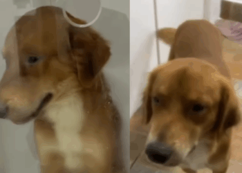 Descarte, doença e um milagre: a história do cão sem raça que chocou a internet