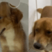 Descarte, doença e um milagre: a história do cão sem raça que chocou a internet