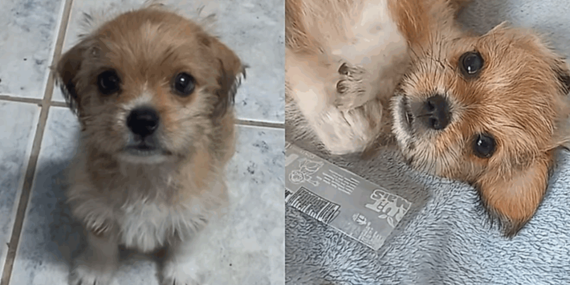 Como seria um shih-tzu misturado com salsichinha? Filhotinha Luna cresce e entrega resposta perfeita