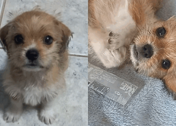 Como seria um shih-tzu misturado com salsichinha? Filhotinha Luna cresce e entrega resposta perfeita