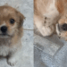 Como seria um shih-tzu misturado com salsichinha? Filhotinha Luna cresce e entrega resposta perfeita