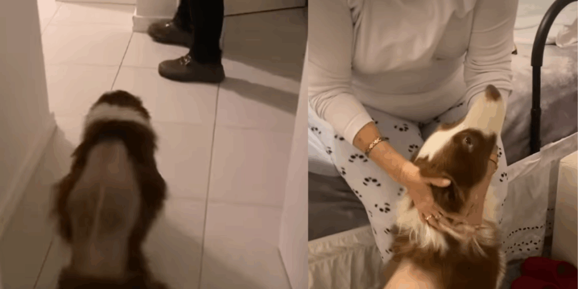 O reencontro emocionante de uma border collie que correu para o colo da tutora após 41 dias internada