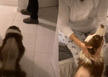 O reencontro emocionante de uma border collie que correu para o colo da tutora após 41 dias internada