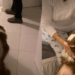 O reencontro emocionante de uma border collie que correu para o colo da tutora após 41 dias internada