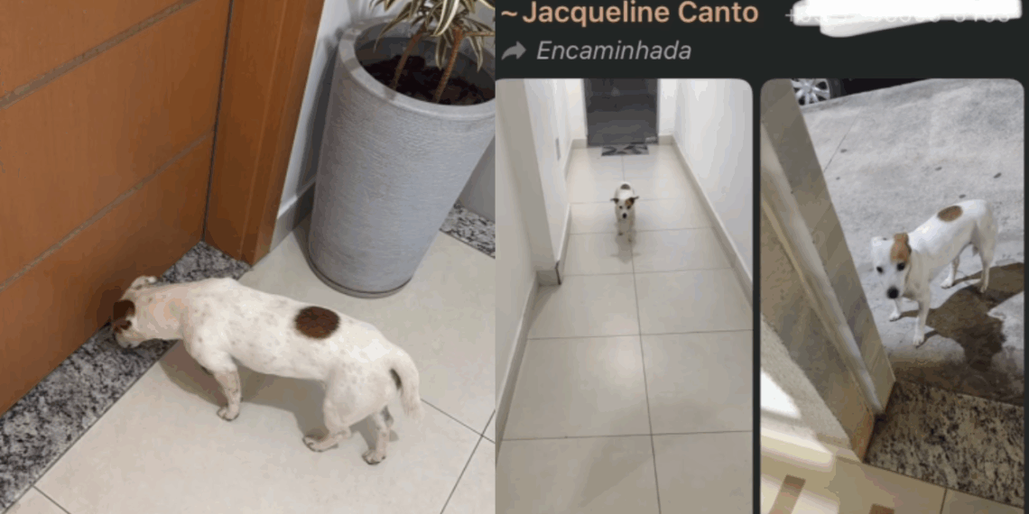 “A fujona oficial do condomínio”: Cachorrinha aventureira vira celebridade local e aterroriza a tutora toda vez que o celular apita