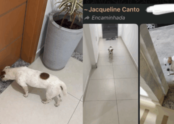 “A fujona oficial do condomínio”: Cachorrinha aventureira vira celebridade local e aterroriza a tutora toda vez que o celular apita